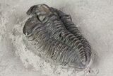 Calymene Niagarensis Trilobite - New York #68398-4